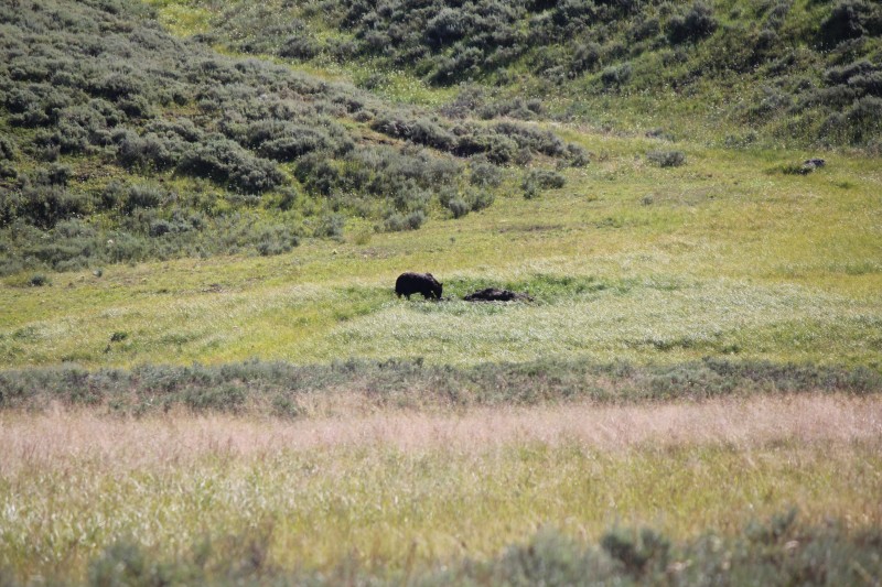 Lamar and Hayden Valley
Bear eating buffalo carcass
