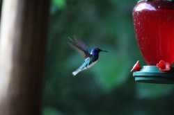 Filename=IMG_1489.JPG
Filesize=2339KiB
Dimensions=5000x3333
Date added=Jun 10, 2017 IMG_1489.JPG