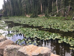 Filename=Yellowstone_trip_IMG_0561.JPG
Filesize=4788KiB
Dimensions=4032x3024
Date added=Aug 24, 2019 Yellowstone_trip_IMG_0561.JPG