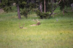 Filename=Yellowstone_trip_IMG_2424.JPG
Filesize=2562KiB
Dimensions=5000x3333
Date added=Aug 24, 2019 Yellowstone_trip_IMG_2424.JPG