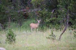 Filename=Yellowstone_trip_IMG_2537.JPG
Filesize=2741KiB
Dimensions=5000x3333
Date added=Aug 24, 2019 Yellowstone_trip_IMG_2537.JPG