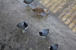 Filename=tn_IMG_0808.JPG
Filesize=141KiB
Dimensions=800x533
Date added=Feb 04, 2017 tn_IMG_0808.JPG