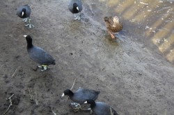 Filename=tn_IMG_0809.JPG
Filesize=132KiB
Dimensions=800x533
Date added=Feb 04, 2017 tn_IMG_0809.JPG