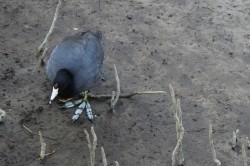 Filename=tn_IMG_0810.JPG
Filesize=139KiB
Dimensions=800x533
Date added=Feb 04, 2017 tn_IMG_0810.JPG