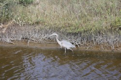 Filename=tn_IMG_0811.JPG
Filesize=194KiB
Dimensions=800x533
Date added=Feb 04, 2017 tn_IMG_0811.JPG