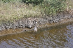 Filename=tn_IMG_0816.JPG
Filesize=205KiB
Dimensions=800x533
Date added=Feb 04, 2017 tn_IMG_0816.JPG