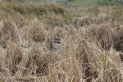 Filename=tn_IMG_0821.JPG
Filesize=222KiB
Dimensions=800x533
Date added=Feb 04, 2017 tn_IMG_0821.JPG