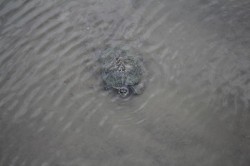 Filename=tn_IMG_0828.JPG
Filesize=66KiB
Dimensions=800x533
Date added=Feb 04, 2017 tn_IMG_0828.JPG