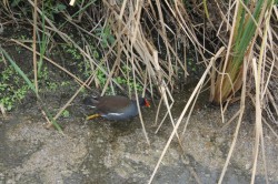 Filename=tn_IMG_0829.JPG
Filesize=193KiB
Dimensions=800x533
Date added=Feb 04, 2017 tn_IMG_0829.JPG