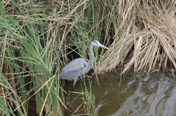 Filename=tn_IMG_0831.JPG
Filesize=208KiB
Dimensions=800x533
Date added=Feb 04, 2017 tn_IMG_0831.JPG