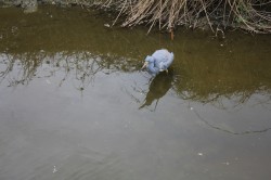 Filename=tn_IMG_0834.JPG
Filesize=93KiB
Dimensions=800x533
Date added=Feb 04, 2017 tn_IMG_0834.JPG