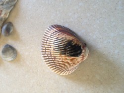 Filename=tn_IMG_0842.JPG
Filesize=115KiB
Dimensions=800x600
Date added=Feb 04, 2017 tn_IMG_0842.JPG