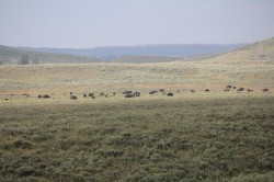 yellowstone_lamar___hayden_valley_IMG_2534.JPG